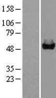 GALK2 Protein (Over-Expression Lysate Myc-DDK (Flag))