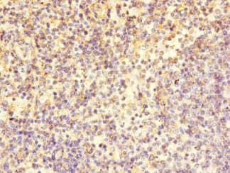 LY9 / CD229 Antibody