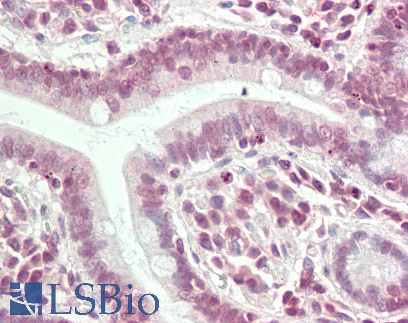 HS6ST3 Antibody (C-Terminus)