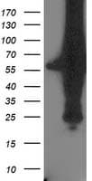 XPNPEP3 Antibody (clone OTI2D5)