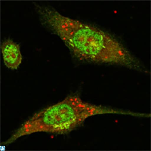 Monoclonal Mouse anti-Human MAPK1 / ERK2 Antibody (IHC, IF, WB)