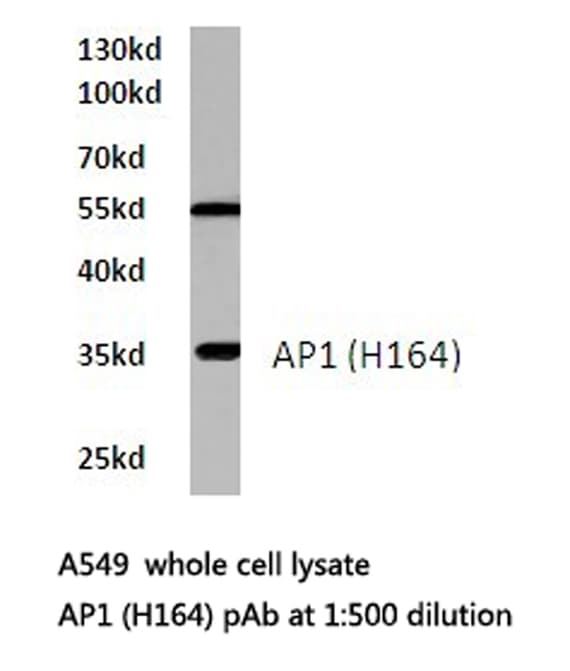 JUN / c-Jun Antibody (His164)