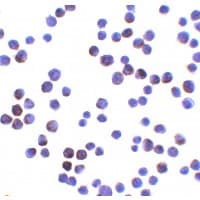 LIN54 Antibody