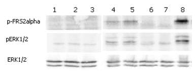 Human FGF23 Protein (Recombinant Human IgG1 Fc)