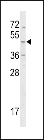 Polyclonal Rabbit anti-Human HRH4 / Histamine H4 Receptor Antibody (aa228-256, WB)