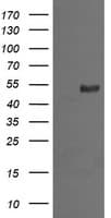 MDM4 / MDMX Antibody (clone OTI3H2, Carrier-free)