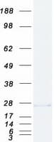 Human HINT3 Protein (Recombinant Myc-DDK (Flag))