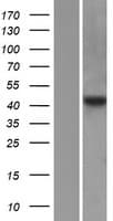 PTAR2 / FNTA Protein (Over-Expression Lysate Myc-DDK (Flag))