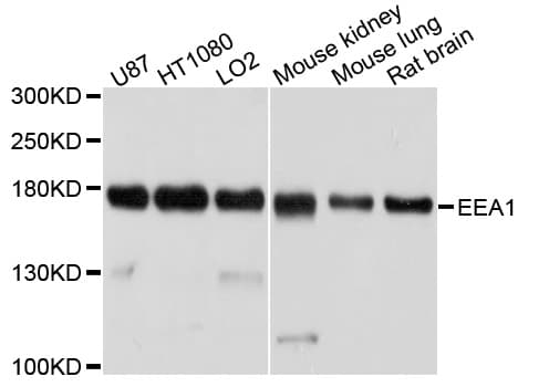 EEA1 Antibody