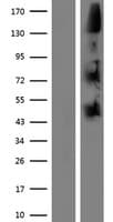 NOMO1 / PM5 Protein (Over-Expression Lysate Myc-DDK (Flag))
