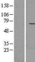 NAE1 / APPBP1 Protein (Over-Expression Lysate Myc-DDK (Flag))