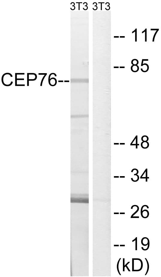 CEP76 Antibody (aa251-300)