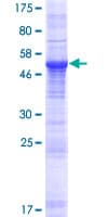 Human RFXANK Protein (Recombinant GST)
