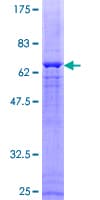 Human DUSP1 / MKP1 Protein (Recombinant GST)