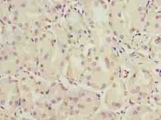 C6orf141 Antibody