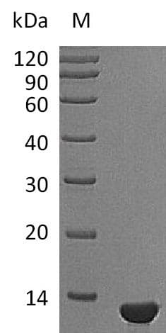 Mouse NGF Protein (Recombinant)