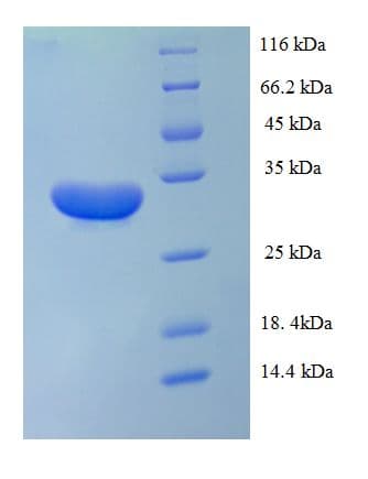 Rhesus monkey IL1A / IL-1 Alpha Protein (Recombinant His-SUMO)