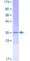 Human DEFB136 Protein (Recombinant GST)