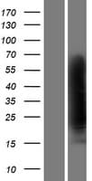 CLU / Clusterin Protein (Over-Expression Lysate Myc-DDK (Flag))