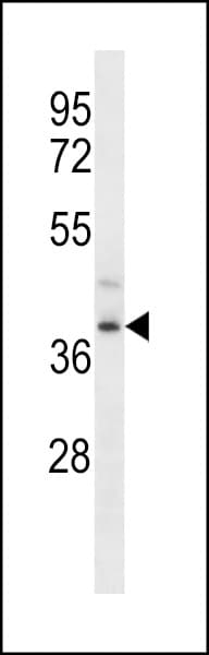 FPR3 / FPRL2 Antibody (aa322-351)
