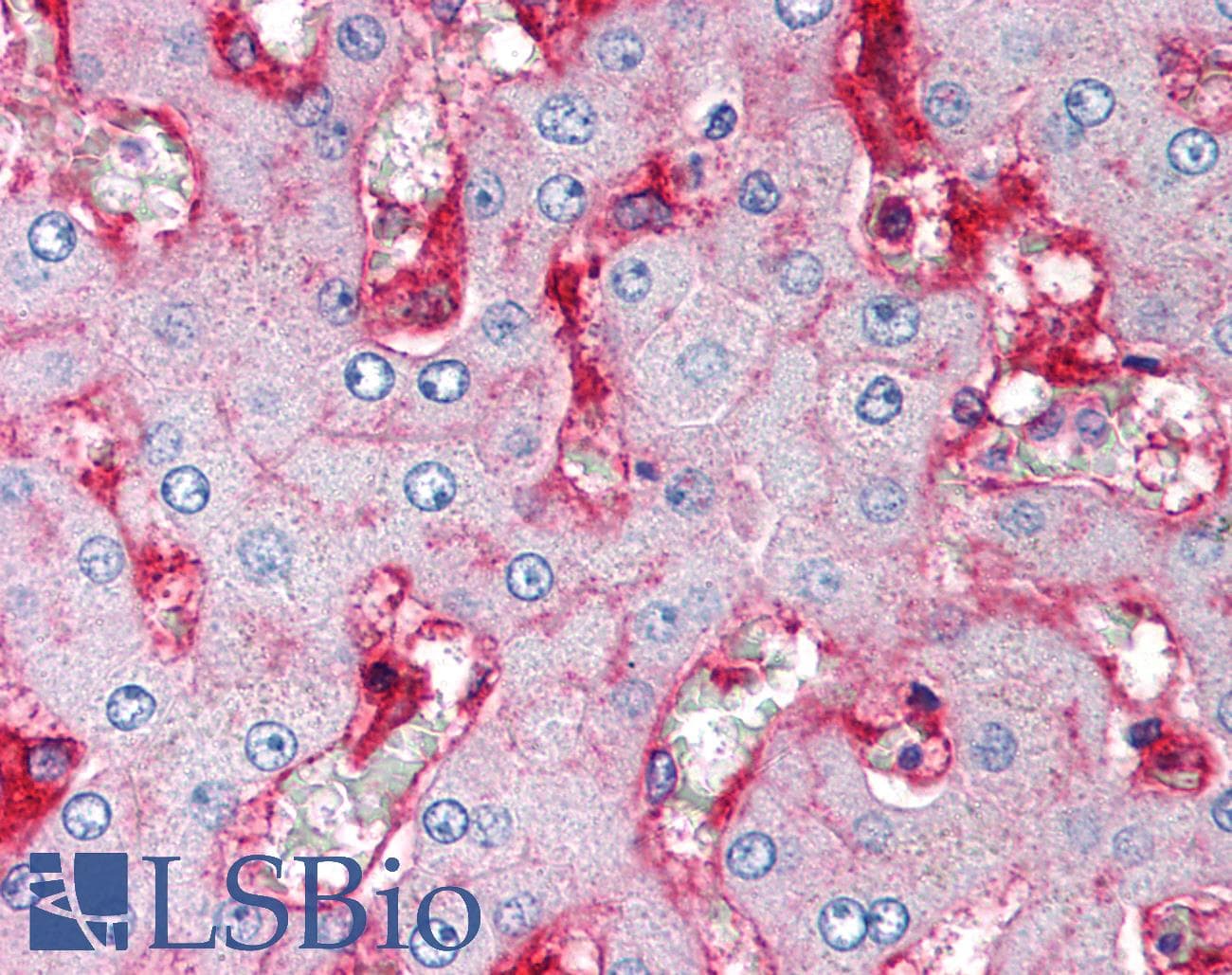 PathPlus™ Monoclonal Mouse anti-Human B2M / Beta 2 Microglobulin Antibody (clone B2M-02, IHC, WB)
