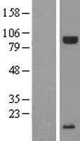 C20orf200 Protein (Over-Expression Lysate Myc-DDK (Flag))