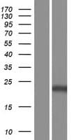 RAB37 Protein (Over-Expression Lysate Myc-DDK (Flag))
