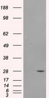 PSMA7 Antibody (clone OTI3F11)