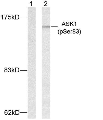 MAP3K5 / ASK1 Antibody (phospho-Ser83)