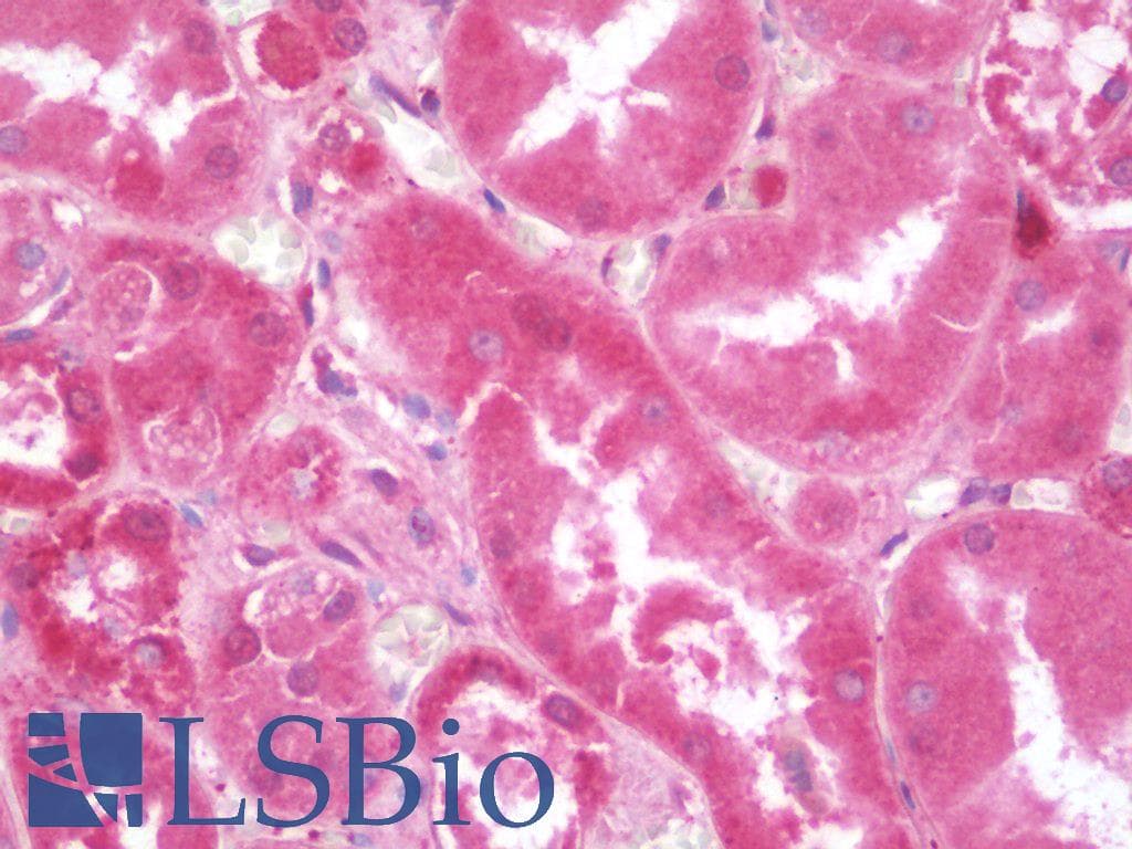 PathPlus™ APOE / Apolipoprotein E Antibody