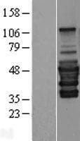 PEX14 Protein (Over-Expression Lysate Myc-DDK (Flag))