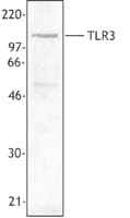 Monoclonal Mouse anti-Human TLR3 Antibody (clone TLR-104, WB)