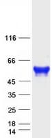 Human CRLF3 Protein (Recombinant Myc-DDK (Flag))