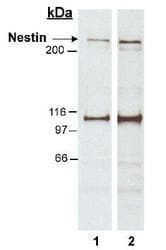 NES / Nestin Antibody (aa1464-1614, Biotin)