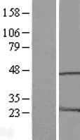HMG20A Protein (Over-Expression Lysate Myc-DDK (Flag))