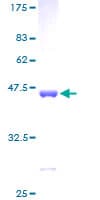 Human EIF4EBP1 / 4EBP1 Protein (Recombinant GST)