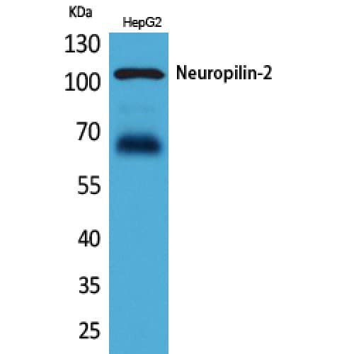 NRP2 / Neuropilin 2 Antibody (Internal)