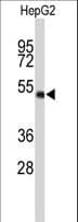 WDR37 Antibody (aa426-455)