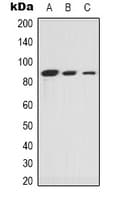 Polyclonal Rabbit anti-Human XRCC5 / Ku80 Antibody (C-Terminus, IHC, IF, WB)