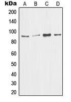 MDM2 Antibody (C-Terminus)