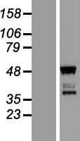 TBATA / C10orf27 Protein (Over-Expression Lysate Myc-DDK (Flag))