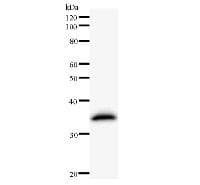 C14orf169 / NO66 Antibody (clone 3354C5a)