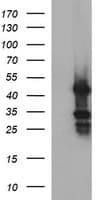 MFAP3 Antibody (clone OTI2D2, Carrier-free)