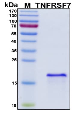 Human CD27 Protein (Recombinant His, N-Terminal)