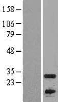 APOBEC1 Protein (Over-Expression Lysate Myc-DDK (Flag))