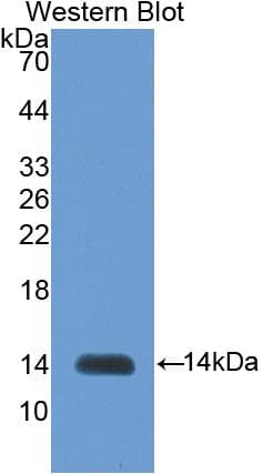 INHBB / Inhibin Beta B Antibody (aa293-407, Cy3)