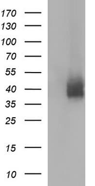 Monoclonal Mouse anti-Human CD274 / B7-H1 / PD-L1 Antibody (clone OTI2E3, WB)