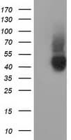 CD80 Antibody (clone OTI10D8)