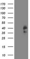 CDK2 Antibody (clone OTI5A10)