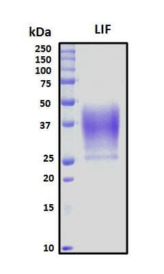 Mouse LIF Protein (Recombinant His, N-Terminal)